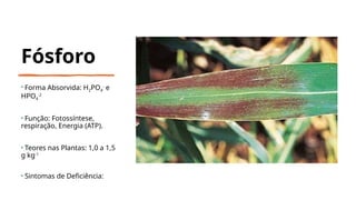 Fósforo
• Forma Absorvida: H2PO4
-
e
HPO4
-2
• Função: Fotossíntese,
respiração, Energia (ATP).
• Teores nas Plantas: 1,0 a 1,5
g kg-1
• Sintomas de Deficiência:
 
