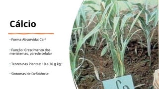 Cálcio
• Forma Absorvida: Ca+2
• Função: Crescimento dos
meristemas, parede celular
• Teores nas Plantas: 10 a 30 g kg-1
• Sintomas de Deficiência:
 