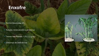 Enxofre
 Forma Absorvida: SO4
-
 Função: Aminoácidos e proteinas
 Teores nas Plantas: 1,0 a 1,5 g kg-1
 Sintomas de Deficiência:
 