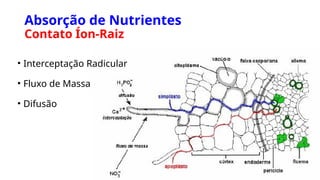 Absorção de Nutrientes
Contato Íon-Raiz
• Interceptação Radicular
• Fluxo de Massa
• Difusão
 
