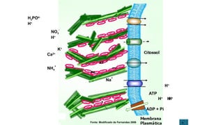 Na
+
K+
NH4
+
Fonte: Modificado de Fernandes 2006
H2PO4-
H+
Ca2+
NO3
-
H+
H+
H+
H+
H+
ATP
ADP + Pi
 
