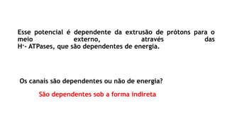 Esse potencial é dependente da extrusão de prótons para o
meio externo, através das
H+
- ATPases, que são dependentes de energia.
Os canais são dependentes ou não de energia?
São dependentes sob a forma indireta
 