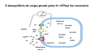 O desequilíbrio de cargas gerado pelas H+-ATPase faz necessário
 
