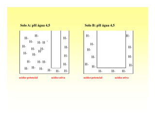 Solo A: pH água 4,5                          Solo B: pH água 4,5

              H+                               H+                              H+
    H+                                 H+
         H+              +
                 H+ H                               H+
  H+                                    H+                                      H+
            H+      H+                          H+
                   H+
   H+       H+                          H+           H+                         H+
       H+        H+ H+
                                       H+     H+                                   H+
            H+                                       H+
    H+             H+    H+      H+     H+                H+    H+        H+
acidez potencial             acidez ativa    acidez potencial       acidez ativa
 
