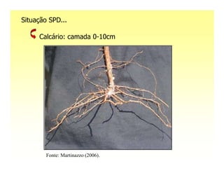 Situação SPD...

     Calcário: camada 0-10cm




        Fonte: Martinazzo (2006).
 