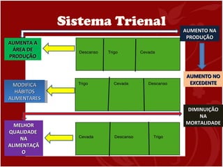 Sistema Trienal AUMENTA A ÁREA DE PRODUÇÃO MODIFICA HÁBITOS ALIMENTARES MELHOR QUALIDADE  NA ALIMENTAÇÃO DIMINUIÇÃO NA MORTALIDADE AUMENTO NA PRODUÇÃO AUMENTO NO EXCEDENTE 