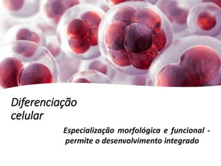 Diferenciação
celular
Especialização morfológica e funcional -
permite o desenvolvimento integrado
 