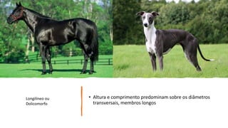 • Altura e comprimento predominam sobre os diâmetros
transversais, membros longos
Longilíneo ou
Dolicomorfo
 