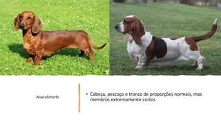 • Cabeça, pescoço e tronco de proporções normais, mas
membros extremamente curtos
Anacolimorfo
 