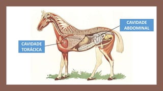CAVIDADE
TORÁCICA
CAVIDADE
ABDOMINAL
 
