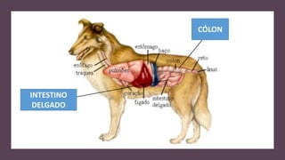 CÓLON
INTESTINO
DELGADO
 
