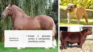 • Corpo e pescoço
curtos e compactos,
membros curtos
Brevilíneo ou
Braquimorfo
 