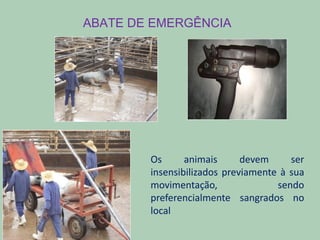 ABATE DE EMERGÊNCIA
Os animais devem ser
insensibilizados previamente à sua
movimentação, sendo
preferencialmente sangrados no
local
 