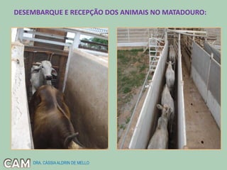 DESEMBARQUE E RECEPÇÃO DOS ANIMAIS NO MATADOURO:
DRA. CÁSSIAALDRIN DE MELLO
 