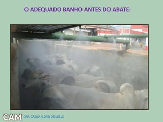 O ADEQUADO BANHO ANTES DO ABATE:
DRA. CÁSSIAALDRIN DE MELLO
 