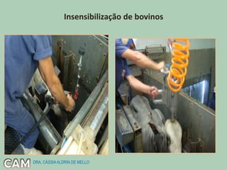 Insensibilização de bovinos
DRA. CÁSSIAALDRIN DE MELLO
 