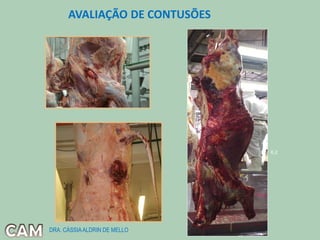 AVALIAÇÃO DE CONTUSÕES
6,2
DRA. CÁSSIAALDRIN DE MELLO
 