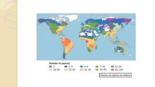 Número de espécies de anfíbios
 