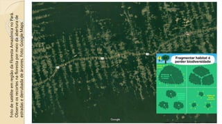 Foto
de
satélite
em
região
da
Floresta
Amazônica
no
Pará.
Observe
os
recortes
na
floresta
por
meio
da
abertura
de
estradas
e
derrubada
de
árvores.
Foto:
Google
Maps.
 