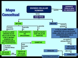 A
tem
DOIS TIPOS
DIVISÃO CELULAR
HUMANA
A CÉLULA-MÃE ORIGINA
QUANTRO CÉLULAS-FILHAS
COM A METADE DO NÚMERO DE
CROMOSSOMOS NELA
EXISTENTES
ocorre
quando
DURANTE
TODA A VIDA
DO INDIVÍDUOocorre
CÉLULAS
HAPLOIDES
as quatro
células-filhas
são
são os
GAMETAS
ÓVULOS
ESPERMATOZOIDES
MEIOSEMITOSE
ocorre
quando
permite
o
permite
a
A CÉLULA-MÃE
ORIGINA DUAS
CÉLULAS-FILHAS
COM O MESMO
NÚMERO DE
CROMOSSOMOS
NELA EXISTENTES
CRESCIMENTO
DO
ORGANISMO
SUBSTITUIÇÃO
DAS CÉLULAS
MORTAS
CÉLULAS
DIPLOIDES
as duas
células-filhas
são
são
TODAS AS
CÉLULAS
DO CORPO
com
exceção
dos
GAMETAS
Mapa
Conceitual
 