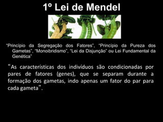 1º Lei de Mendel
“Princípio da Segregação dos Fatores”, “Princípio da Pureza dos
Gametas”, “Monoibridismo”, “Lei da Disjunção” ou Lei Fundamental da
Genética”
“As características dos indivíduos são condicionadas por
pares de fatores (genes), que se separam durante a
formação dos gametas, indo apenas um fator do par para
cada gameta”.
 