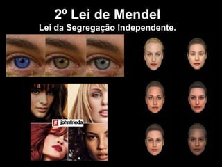 2º Lei de Mendel
Lei da Segregação Independente.
 