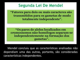 Mendel concluiu que as características analisadas não
dependiam uma das outras, portanto, são consideradas
características independentes.
 