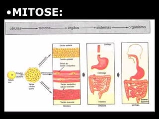 •MITOSE:
 
