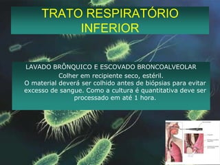 TRATO RESPIRATÓRIO INFERIORLAVADO BRÔNQUICO E ESCOVADO BRONCOALVEOLARColher em recipiente seco, estéril.O material deverá ser colhido antes de biópsias para evitar excesso de sangue. Como a cultura é quantitativa deve ser processado em até 1 hora.