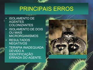 PRINCIPAIS ERROSISOLAMENTO DE AGENTES COLONIZANTESISOLAMENTO DE DOIS OU MAIS MICRORGANISMOSRESULTADOS NEGATIVOSTERAPIA INADEQUADA DEVIDO A IDENTIFICAÇÃO ERRADA DO AGENTE.