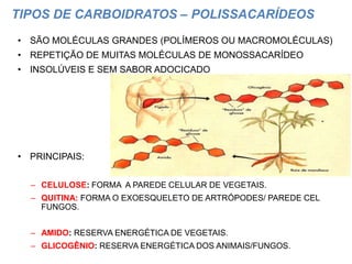 TIPOS DE CARBOIDRATOS – POLISSACARÍDEOS
• SÃO MOLÉCULAS GRANDES (POLÍMEROS OU MACROMOLÉCULAS)
• REPETIÇÃO DE MUITAS MOLÉCULAS DE MONOSSACARÍDEO
• INSOLÚVEIS E SEM SABOR ADOCICADO




• PRINCIPAIS:


  – CELULOSE: FORMA A PAREDE CELULAR DE VEGETAIS.
  – QUITINA: FORMA O EXOESQUELETO DE ARTRÓPODES/ PAREDE CEL
    FUNGOS.


  – AMIDO: RESERVA ENERGÉTICA DE VEGETAIS.
  – GLICOGÊNIO: RESERVA ENERGÉTICA DOS ANIMAIS/FUNGOS.
 