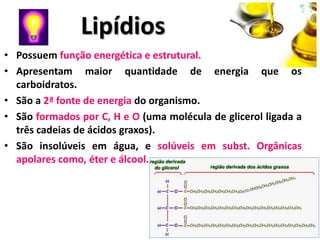 Lipídios
• Possuem função energética e estrutural.
• Apresentam maior quantidade de energia que os
  carboidratos.
• São a 2ª fonte de energia do organismo.
• São formados por C, H e O (uma molécula de glicerol ligada a
  três cadeias de ácidos graxos).
• São insolúveis em água, e solúveis em subst. Orgânicas
  apolares como, éter e álcool.
 