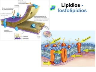 Lipídios -
fosfolipídios
 