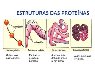 Ordem dos     Espiral da   A secundária    Várias proteínas
aminoácidos   estrutura    dobrada sobre   terciárias.
              primária     si em globo.
 