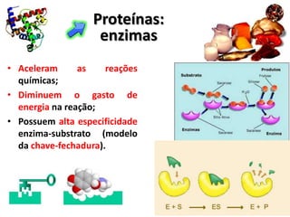 Proteínas:
                    enzimas
• Aceleram      as    reações
  químicas;
• Diminuem o gasto de
  energia na reação;
• Possuem alta especificidade
  enzima-substrato (modelo
  da chave-fechadura).
 