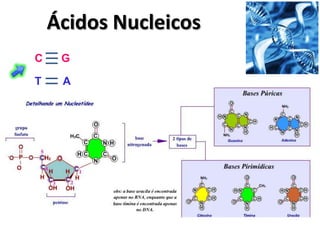 Ácidos Nucleicos
C    G

T    A
 