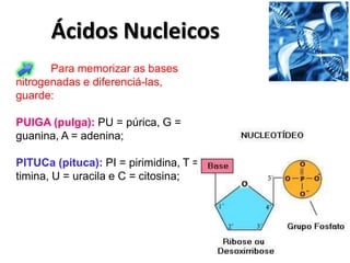 Ácidos Nucleicos
       Para memorizar as bases
nitrogenadas e diferenciá-las,
guarde:

PUlGA (pulga): PU = púrica, G =
guanina, A = adenina;

PITUCa (pituca): PI = pirimidina, T =
timina, U = uracila e C = citosina;
 
