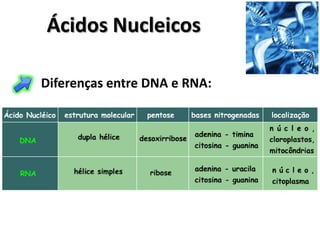Ácidos Nucleicos

Diferenças entre DNA e RNA:
 