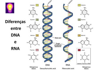 Diferenças
   entre
   DNA
     e
   RNA
 