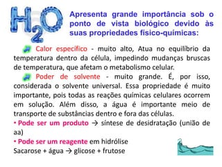 Apresenta grande importância sob o
                 ponto de vista biológico devido às
                 suas propriedades físico-químicas:

       Calor específico - muito alto, Atua no equilíbrio da
temperatura dentro da célula, impedindo mudanças bruscas
de temperatura, que afetam o metabolismo celular.
       Poder de solvente - muito grande. É, por isso,
considerada o solvente universal. Essa propriedade é muito
importante, pois todas as reações químicas celulares ocorrem
em solução. Além disso, a água é importante meio de
transporte de substâncias dentro e fora das células.
• Pode ser um produto → síntese de desidratação (união de
aa)
• Pode ser um reagente em hidrólise
Sacarose + água → glicose + frutose
 