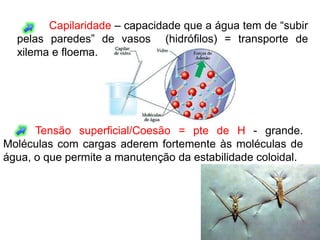 Capilaridade – capacidade que a água tem de “subir
  pelas paredes” de vasos (hidrófilos) = transporte de
  xilema e floema.




      Tensão superficial/Coesão = pte de H - grande.
Moléculas com cargas aderem fortemente às moléculas de
água, o que permite a manutenção da estabilidade coloidal.
 