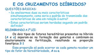 E OS CRUZAMENTOS DIÍBRIDOS?
QUESTÕES BÁSICAS:
• Se analisarmos duas ou mais características
simultaneamente, como seria o padrão de transmissão das
características de uma em relação à outra?
• Estas características seriam herdadas segundo um padrão
definido?
RELEMBRANDO A 1ª LEI:
Os dois tipos de fatores hereditários presentes no híbrido
(A e a) separam-se na formação dos gametas e combinam-se
aleatoriamente na fertilização, resultando na proporção
fenotípica 3:1
Essa proporção só pode ocorrer se cada gameta receber um
tipo de fator de hereditariedade, A ou a.
 