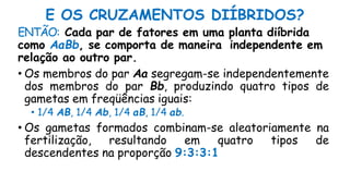 E OS CRUZAMENTOS DIÍBRIDOS?
ENTÃO: Cada par de fatores em uma planta diíbrida
como AaBb, se comporta de maneira independente em
relação ao outro par.
• Os membros do par Aa segregam-se independentemente
dos membros do par Bb, produzindo quatro tipos de
gametas em freqüências iguais:
• 1/4 AB, 1/4 Ab, 1/4 aB, 1/4 ab.
• Os gametas formados combinam-se aleatoriamente na
fertilização, resultando em quatro tipos de
descendentes na proporção 9:3:3:1
 