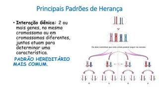 Principais Padrões de Herança
• Interação Gênica: 2 ou
mais genes, no mesmo
cromossomo ou em
cromossomos diferentes,
juntos atuam para
determinar uma
característica.
PADRÃO HEREDITÁRIO
MAIS COMUM.
 