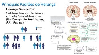 Principais Padrões de Herança
• Herança Dominante:
• 1 alelo mutante é dominante
em relação ao alelo normal.
(Ex. Doença de Huntington,
AA, Aa; aa)
 