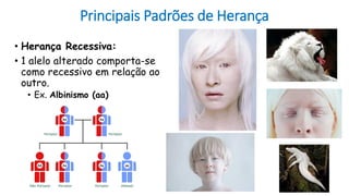 Principais Padrões de Herança
• Herança Recessiva:
• 1 alelo alterado comporta-se
como recessivo em relação ao
outro.
• Ex. Albinismo (aa)
 