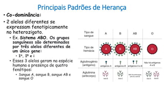Principais Padrões de Herança
• Co-dominância:
• 2 alelos diferentes se
expressam fenotipicamente
no heterozigoto.
• Ex. Sistema ABO. Os grupos
sanguíneos são determinados
por três alelos diferentes de
um único gene:
• IA, IB e i
• Esses 3 alelos geram na espécie
humana a presença de quatro
fenótipos:
• Sangue A, sangue B, sangue AB e
sangue O
 