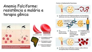 Anemia Falciforme:
resistência a malária e
terapia gênica
 
