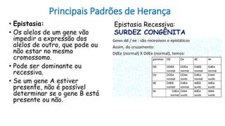 Principais Padrões de Herança
• Epistasia:
• Os alelos de um gene vão
impedir a expressão dos
alelos de outro, que pode ou
não estar no mesmo
cromossomo.
• Pode ser dominante ou
recessiva.
• Se um gene A estiver
presente, não é possível
determinar se o gene B está
presente ou não.
Epistasia Recessiva:
SURDEZ CONGÊNITA
 