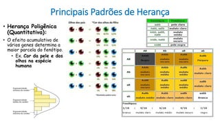 Principais Padrões de Herança
• Herança Poligênica
(Quantitativa):
• O efeito acumulativo de
vários genes determina a
maior parcela do fenótipo.
• Ex. Cor da pele e dos
olhos na espécie
humana
 